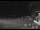 Webcam in Zoagli, 32.7 km