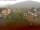 Webcam in Arnbruck, 10.3 km