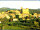 Webcam in Longiano, 10.8 km