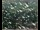 Webcam in Lauenau, 7.8 mi away