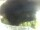 Webcam in Morcone (Elba), 15.3 km entfernt