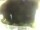 Webcam in Morcone (Elba), 3.8 mi away