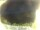 Webcam in Morcone (Elba), 16.7 mi away