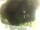 Webcam in Morcone (Elba), 0.6 mi away