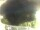 Webcam in Morcone (Elba), 4 mi away