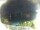 Webcam in Morcone (Elba), 4 mi away