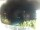 Webcam in Morcone (Elba), 10.3 km entfernt
