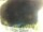 Webcam in Morcone (Elba), 10.3 km entfernt