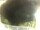 Webcam in Morcone (Elba), 0.6 mi away