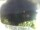 Webcam in Morcone (Elba), 7.7 km entfernt