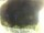 Webcam in Morcone (Elba), 1.6 km entfernt