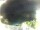 Webcam in Morcone (Elba), 15.3 km