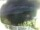 Webcam in Morcone (Elba), 9.5 mi away