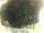 Webcam in Morcone (Elba), 1.5 km entfernt