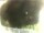 Webcam in Morcone (Elba), 0.6 mi away