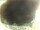 Webcam in Morcone (Elba), 14.6 mi away