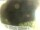 Webcam in Morcone (Elba), 20.8 km