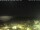 Webcam in Bellaria-Igea Marina, 5.9 km entfernt