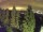 Webcam in Bielmonte, 18 km