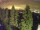 Webcam in Bielmonte, 36.7 km