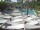 Webcam in Punta Cana, 92.2 mi away
