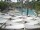 Webcam in Punta Cana, 240 km