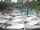 Webcam in Punta Cana, 56.5 km