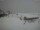 Webcam in Belalp, 0.4 mi away