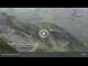 Webcam in Lech, 0.6 mi away