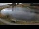 Webcam in Scheffau am Wilden Kaiser, 1.3 mi away
