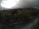 Webcam in Schierke, 1.1 mi away