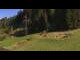 Webcam in Going am Wilden Kaiser, 4.6 km