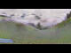 Webcam in Selva di Val Gardena, 0.2 mi away