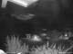 Webcam in Dorfgastein, 3.3 mi away