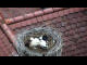 Webcam in Ehingen, 8 mi away