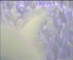 Webcam Assisi
