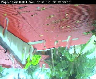 Webcam Koh Samui