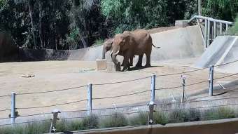 San Diego Wild Animal Park: Elefantengehege